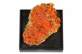 Bright Orange Crocoite Crystal Cluster - Tasmania #148521-1